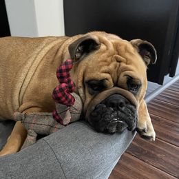Kenzie - Bulldog