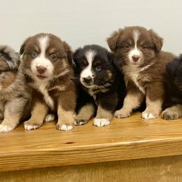 Miniature Australian Shepherds from A&L Farms