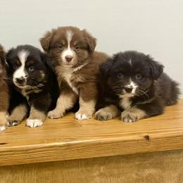 Miniature Australian Shepherds from A&L Farms