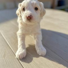 Bingo (yellow) - female Golden Mountain Doodle puppy in Twin Falls, Idaho from Magic Valley Family Doodles