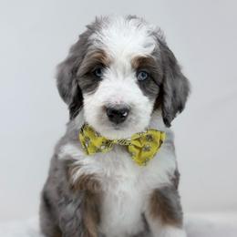 Bumble - Merle male Bernedoodle puppy in Fleming, Colorado from Vandenbark Doodles