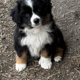 Simon - Black tri male Miniature American Shepherd puppy in Spanaway, Washington from Meadow Run Mini American Shepherds