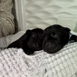 Labrador Retriever Puppies from Salt Run Retrievers