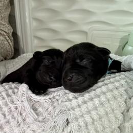 Labrador Retriever Puppies from Salt Run Retrievers
