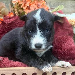 Salem - Black and white male Siberian Husky puppy in Ravena, New York from Osiris’s Siberians & Pomskies