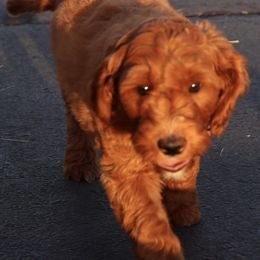 Goldendoodles from Sunflower Doodles