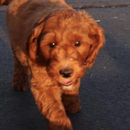 Goldendoodles from Sunflower Doodles