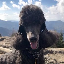 Poodles from Apparition Poodles