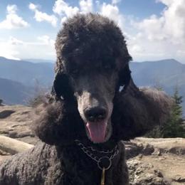 Poodles from Apparition Poodles