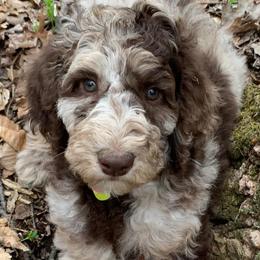 Assorted Doodle Crosses, Bernedoodles, Cockapoos, Double Doodles, and Goldendoodles from Hawk Mountain Doodles