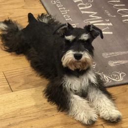 Great Danes and Miniature Schnauzers from River Valley Great Danes & Miniature Schnauzers