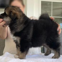 Finnish Lapphund Puppies from Sue Kidder/Lighthouse Lapphunds southern Branch