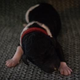 Tide - Parti male Poodle puppy in Veneta, Oregon from Jackalope Poodles