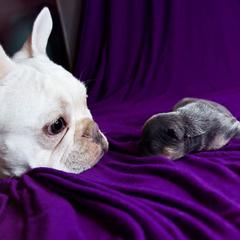 French Bulldog Puppies from GBPGENETICS