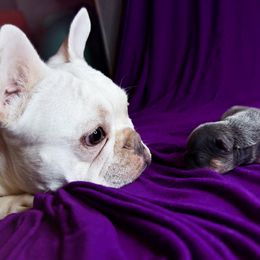 French Bulldog Puppies from GBPGENETICS