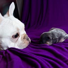 French Bulldog Puppies from GBPGENETICS