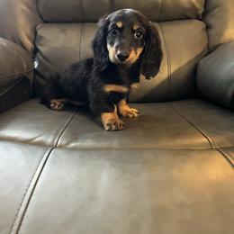 Bear - Black and tan male Dachshund puppy in Milroy, Pennsylvania from Not Your Average Weiner