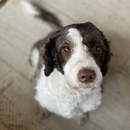 Scout - Portuguese Water Dog