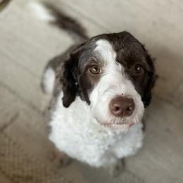 Scout - Portuguese Water Dog
