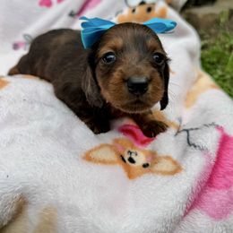 Peaches - Dapple female Dachshund puppy in Indian Trail, North Carolina from Hilda’s Teenie Weenies