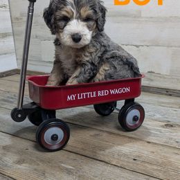 Cypress - Blue merle male Bernedoodle puppy in Cambridge, Minnesota from Country Meadow Doodles