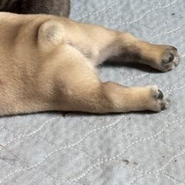 American Bully and French Bulldog Puppies from Bolt Action Kennel