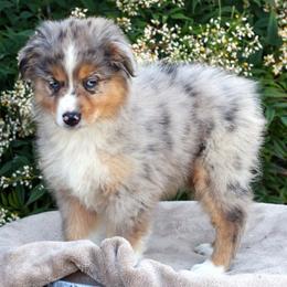 Rafter - Blue merle female Miniature American Shepherd puppy in Kalama, Washington from Lone Pine Miniature American Shepherds