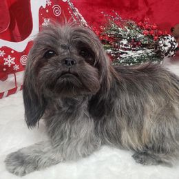 Coco - Shih Tzu