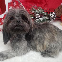Coco - Shih Tzu