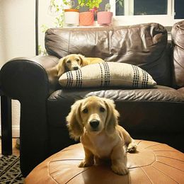 Dachshund Puppies from Western Slope English Cream Dachshund