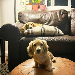 Dachshund Puppies from Western Slope English Cream Dachshund