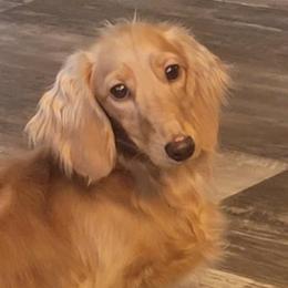Cindy - Dachshund