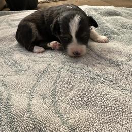 Girl 3 - Black tri female Toy Australian Shepherd puppy in Lame Deer, Montana from Bar M Toy Aussies