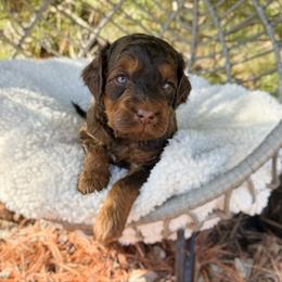 August (choc sable) - Sable male Bernedoodle puppy in Wamego, Kansas from Doodles of Oz