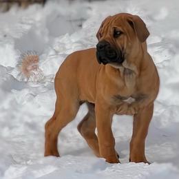 PINK - Red female Boerboel puppy in Pennsylvania from Cold River Boerboels