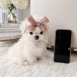 Teenie tiny 2.2 as adult - White female Maltese puppy in Miami, Florida from Natalias Tiny Puppies