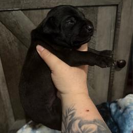 Queso - Black and white male Xoloitzcuintli puppy in Manitowoc, Wisconsin from Wonderland Kennel
