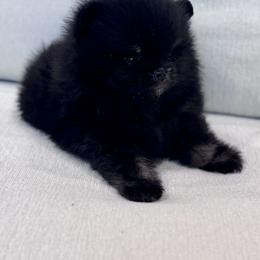 Squish - Black male Pomeranian puppy in Canandaigua, New York from Fingerlakes Pomeranians