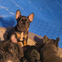 French Bulldog Puppies from Wulfrano Viveros