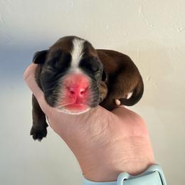 Orange - Fawn male Boxer puppy in West Haven, Utah from Shalyce's Boxers