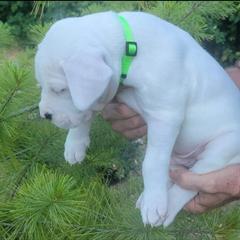 Dogo Argentino Puppies from K&B Southern Oregon Argentino Dogos