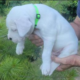 Dogo Argentino Puppies from K&B Southern Oregon Argentino Dogos