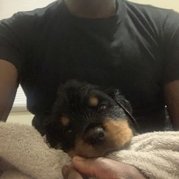 Rottweiler Puppies from Rottweiler Land