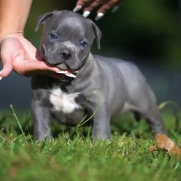 American Bully Puppies from Manuia Kennels