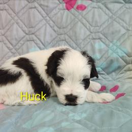 Huck - Black male Miniature Schnauzer puppy in Diana, Texas from Happy Pawz Schnauzers