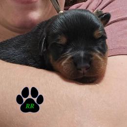 Brown - Black and mahogany male Rottweiler puppy in Tangent, Oregon from Raya's Royals
