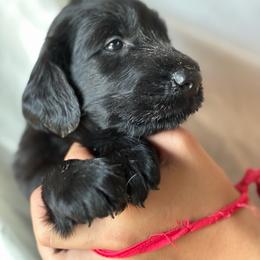 Washington - Black male Flat-Coated Retriever puppy in Park Rapids, Minnesota from Catori