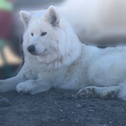 Bagheera - Samoyed