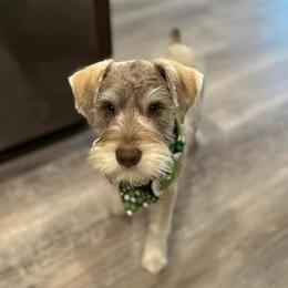 Miniature Schnauzers from Shadow's Miniature Schnauzers