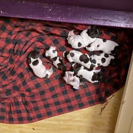 German Shorthaired Pointer Puppies from Cuilean farm and kennel
